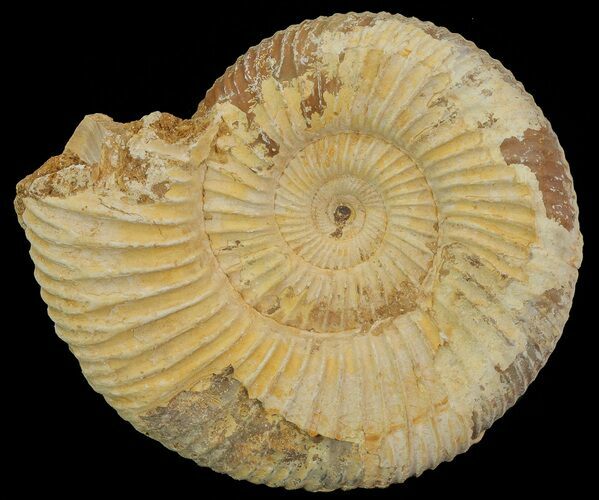 Perisphinctes Ammonite - Jurassic #68170